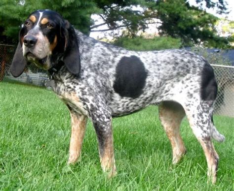 Are Bluetick Coonhound Good With Cats Mypetcarejoy