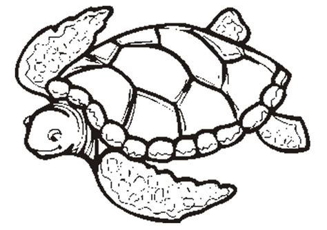 Turtle Coloring Pages Animal Place