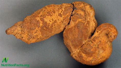 Paleopoo What We Can Learn From Fossilized Feces Youtube