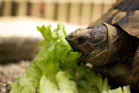 What Does A Pet Turtle Eat Learn What To Feed Your Turtle