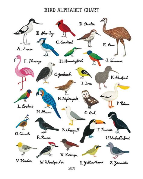 Bird Alphabet Chart Poster 18x24 Art And Collectibles Prints