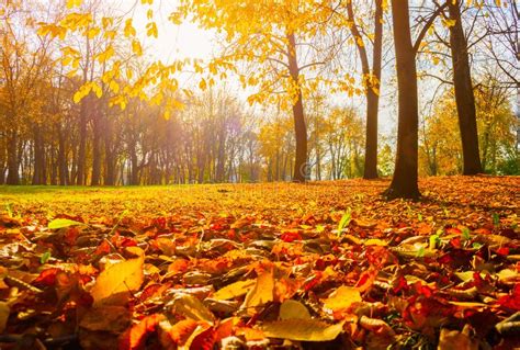 Autumn Trees In Sunny Autumn Park Lit By Sunshine Sunny Autumn