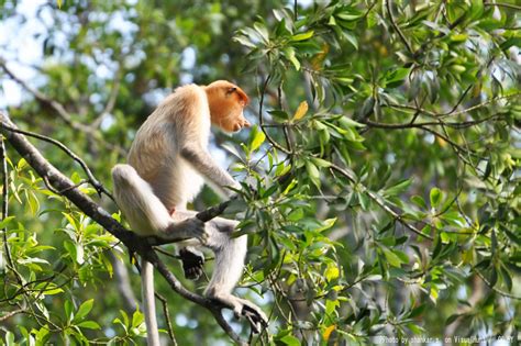 Labuk Bay Proboscis Monkey Sanctuary Day Trip Borneo Calling