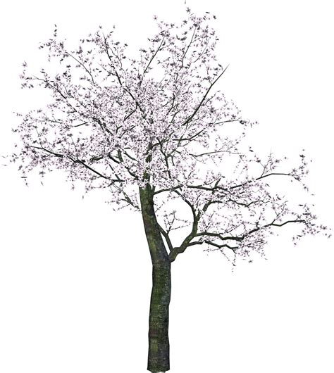 Tree Png Image Transparent Image Download Size 1741x1949px