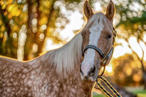 Quarter Horse Stock Photos Pictures And Royalty Free Images Istock