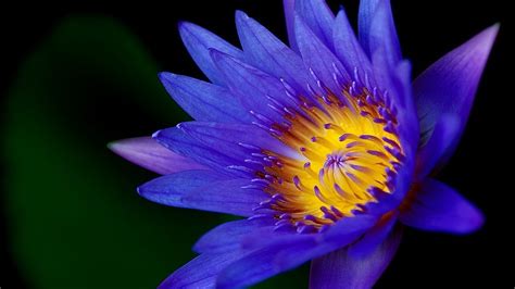 Lotus Flower Dark Blue Color Hd Wallpapers For Mobile Phones And
