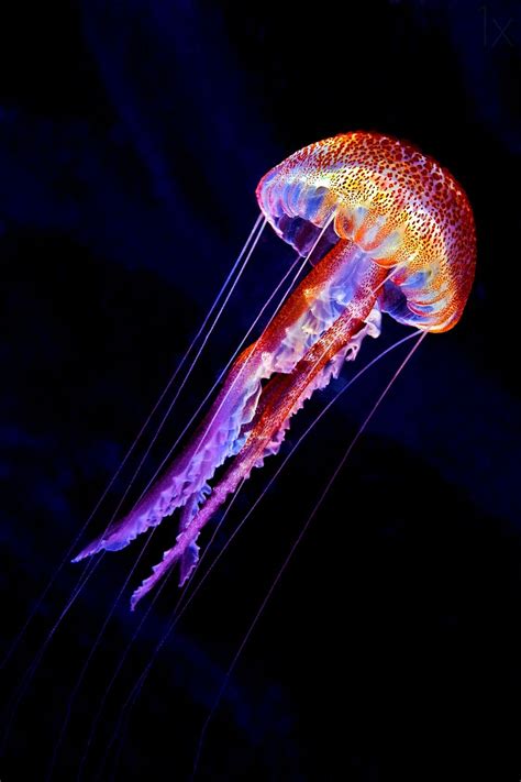 Jellyen By Henry Jager Deep Sea Creatures Beautiful Sea Creatures
