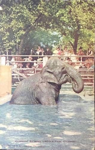 Postcard Chicago Lincoln Park Zoo Elephant Bathing Tinted