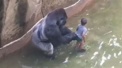 Gorilla Shot Dead In Zoo Man Who Raised Harambe Heartbroken The