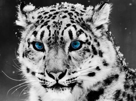The Most Beautiful Animals In The World