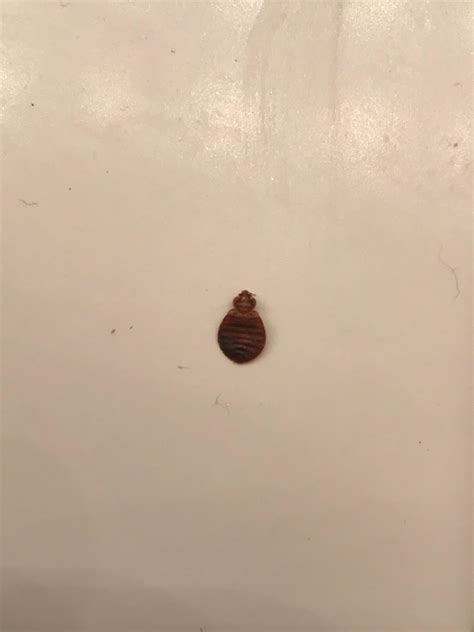 I Found This Bug Shell On An Article Of My Clothing Is It From A Bed