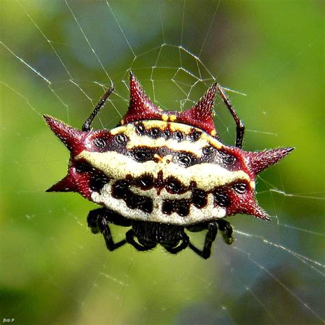 Gasteracantha Cancriformis Spinybacked Orb Weaver Usa Spiders