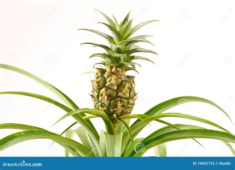 Bromeliad Pineapple Stock Image Image Of Abstract Close 16852725