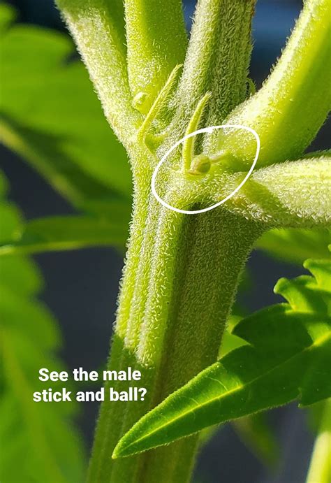 Sexing Cannabis How To Tell The Difference Between Young Male Vs Female Cannabis Plants