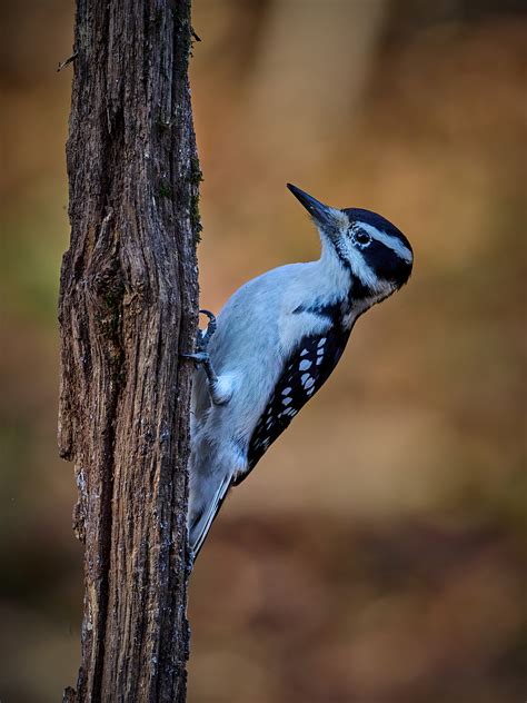 Mikes Photographs Downy And Hairy Woodpeckers