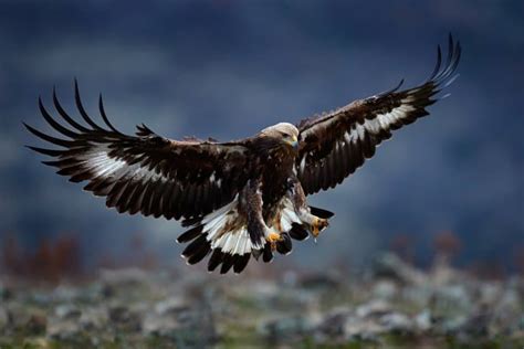 14 Golden Eagle Facts Fact Animal