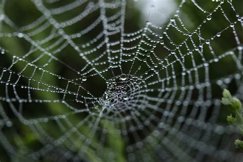 Free Images Nature Dew Spiderweb Green Fauna Material