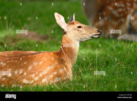 Dybowski Deer Cervus Nippon Hortulorum Hind Meadow Side View Lying
