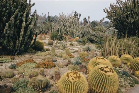 Desert Plants Desert Plants Plant Collection