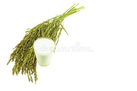 Rice Milk Stock Image Image Of Beverage Grained Milk 202472897