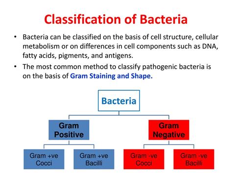 Ppt Bacteria Powerpoint Presentation Free Download Id2499619