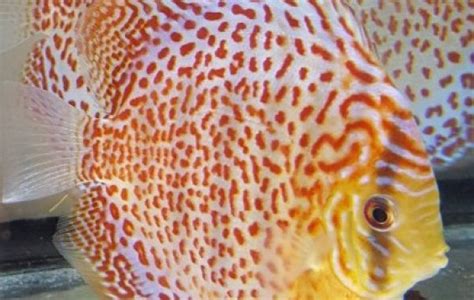 Royal Red Discus Discus Symphysodon Sp Tank Facts