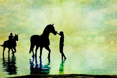 Horse Silhouette Free Stock Photo Public Domain Pictures