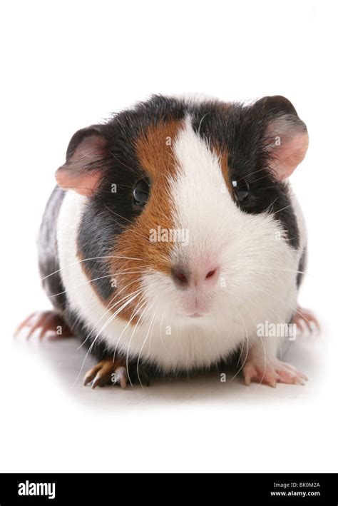 Guinea Pig Hi Res Stock Photography And Images Alamy