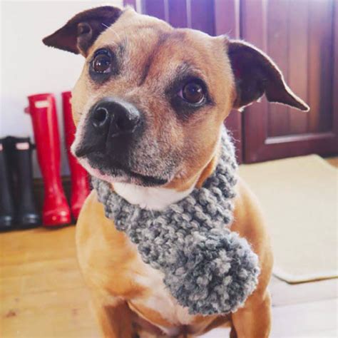 Personalised Hand Knitted Dog Scarf By Broughton And Co