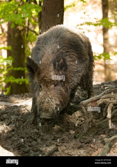 Central European Boar Hi Res Stock Photography And Images Alamy