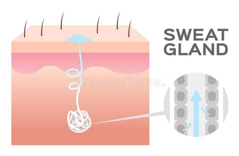 Eccrine Sweat Gland Diagram