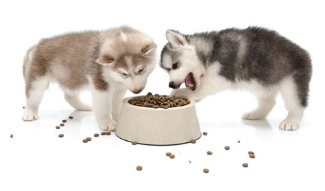 (think fewer peas, and more beef, chicken, and lamb.) while dogs can eat most of the same foods a human baby can eat, there are some exceptions both from a taste and a safety perspective. Best Dog Food for Siberian Huskies - Puppies, Adults & Seniors