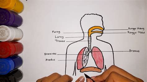 Tutorial Menggambar Sistem Pernapasan Manusia Mudah Dan Jelas YouTube