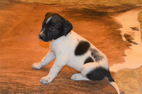 Black And White Spotted Puppy