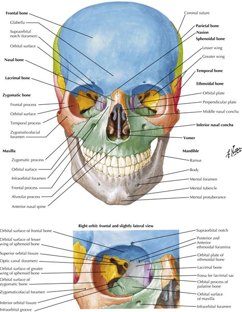 Overview Of Head And Neck Radiology Key