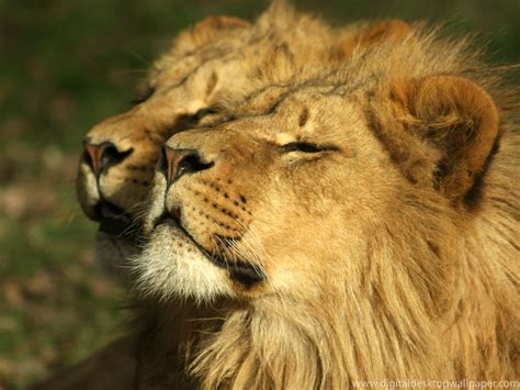 The Couple Lion Rest Animal Wildlife Photo Picture Gallery
