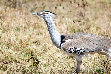 Top 34 African Birds A Safari Photo Guide