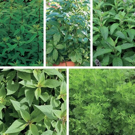 Herb Tea Plant Collection From Dt Brown Seeds