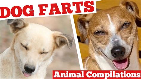 Dog Farts Compilation 2020 Youtube