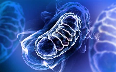 Mitochondrial Repair Mechanisms Seen In Study Offering Insights Into