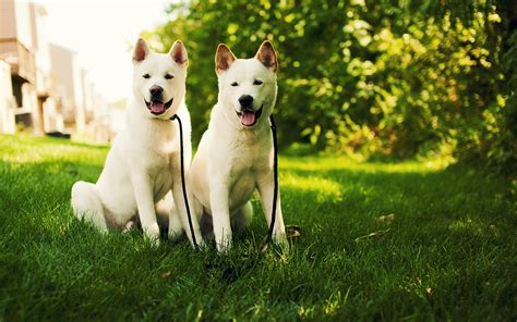 Two Dog On Grass Wallpapers 1920x1200 1449941