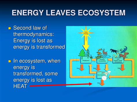 Ppt Energy Flow In Ecosystem Powerpoint Presentation Free Download