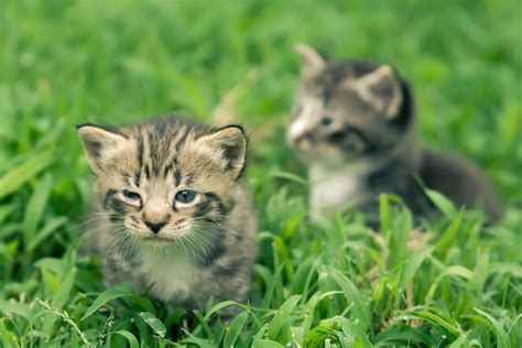 Kostenlose Bild Grass Niedlich Tier Natur Katze Junge Katze Kätzchen
