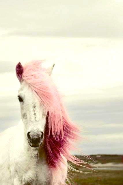 Pink Horse On Tumblr Horses Beautiful Horses White Horses