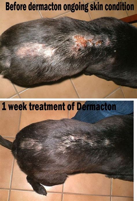 127 Best Natural Treatment Canine Dermatitis Images On Pinterest