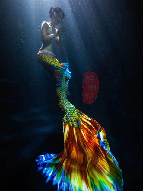 Betta Fish Mermaid Tail 2 Golden Mermaid Lucia Official