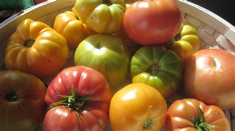 Free Heirloom Tomato Seeds Collection Giveaway