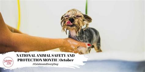 National Animal Safety And Protection Monthoctober National Day Calendar