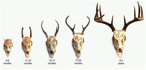 Deer Age Chart Teeth