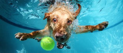 Wallpaper Labrador Dog Underwater Cute Animals Funny